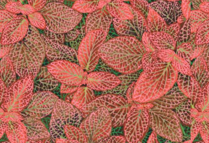 Kaffe Fassett - Fittonia - Red